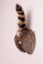 Taxidermy Raccoon Butt Bottle Opener