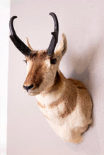 Taxidermy Antelope Shoulder Mount