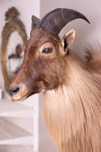 Taxidermy Goat Tahr Shaggy Long Hair Large Shoulder Mount Himalayan Goat