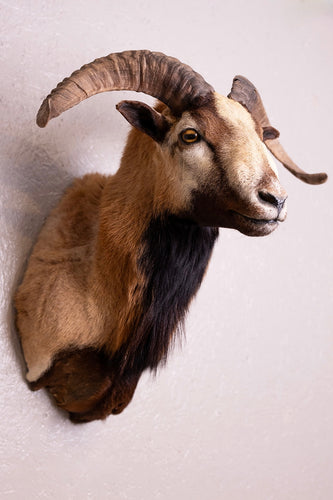 Taxidermy Corsican Ram Shoulder Mount