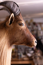 Taxidermy Goat Tahr Shaggy Long Hair Large Shoulder Mount Himalayan Goat