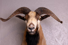 Taxidermy Corsican Ram Shoulder Mount
