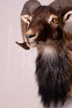 Taxidermy Corsican Ram Shoulder Mount