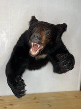 Black Bear Half Mount
