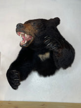 Black Bear Half Mount