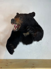 Black Bear Half Mount