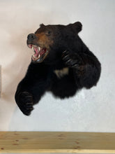 Black Bear Half Mount