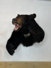 Black Bear Half Mount