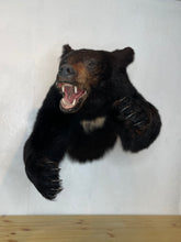 Black Bear Half Mount