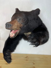 Black Bear Half Mount