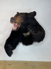 Black Bear Half Mount
