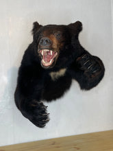 Black Bear Half Mount