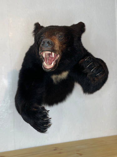 Black Bear Half Mount