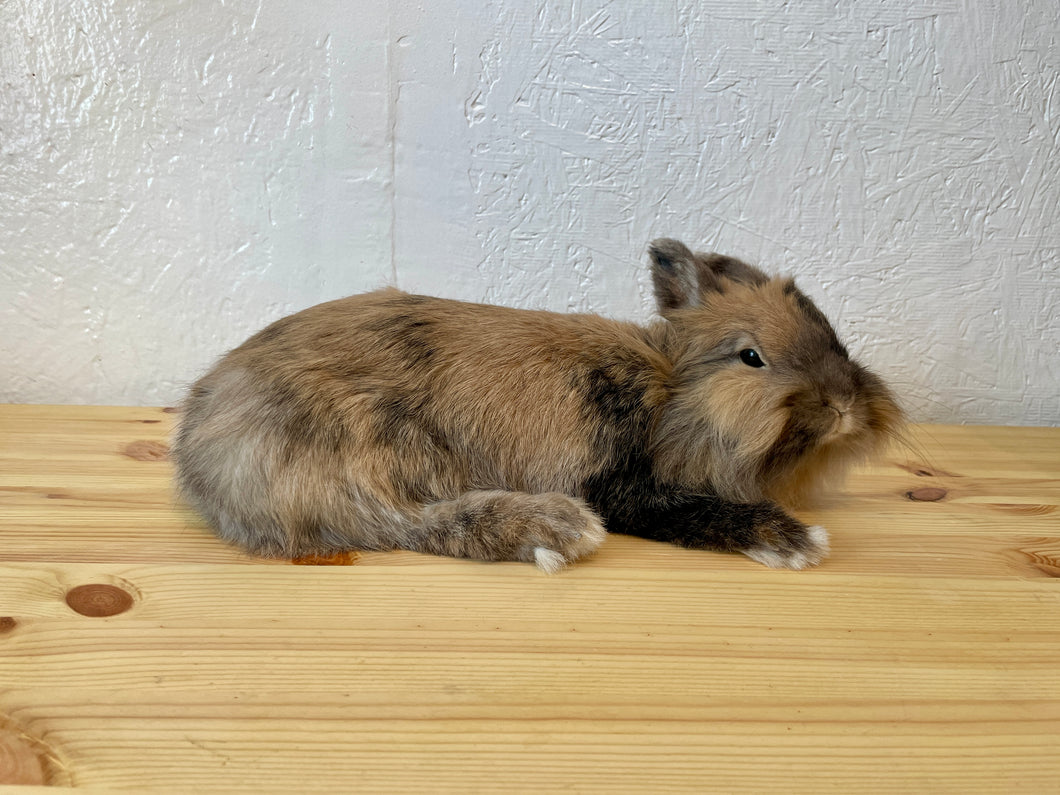 XL Taxidermy Rabbit Bunny Real Laying Down Lifesize Full Body Large ...