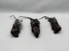 Taxidermy Rat Film Prop Deceased Dead Pose Mount