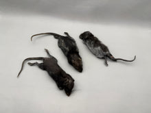 Taxidermy Rat Film Prop Deceased Dead Pose Mount