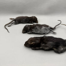 Taxidermy Rat Film Prop Deceased Dead Pose Mount