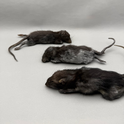Taxidermy Rat Film Prop Deceased Dead Pose Mount