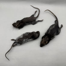 Taxidermy Rat Film Prop Deceased Dead Pose Mount