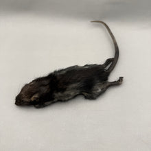 Taxidermy Rat Film Prop Deceased Dead Pose Mount
