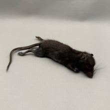 Taxidermy Rat Film Prop Deceased Dead Pose Mount