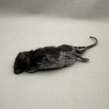 Taxidermy Rat Film Prop Deceased Dead Pose Mount