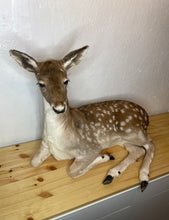 Taxidermy Deer Fallow Doe Lifesize Full Body Laying Down Mount Fawn Baby Spotted Spots
