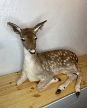 Taxidermy Deer Fallow Doe Lifesize Full Body Laying Down Mount Fawn Baby Spotted Spots