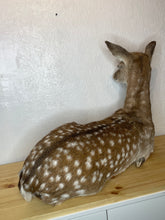 Taxidermy Deer Fallow Doe Lifesize Full Body Laying Down Mount Fawn Baby Spotted Spots