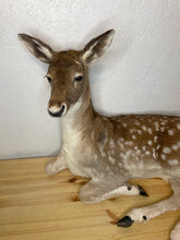 Taxidermy Deer Fallow Doe Lifesize Full Body Laying Down Mount Fawn Baby Spotted Spots