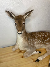 Taxidermy Deer Fallow Doe Lifesize Full Body Laying Down Mount Fawn Baby Spotted Spots