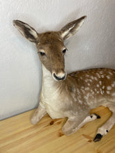Taxidermy Deer Fallow Doe Lifesize Full Body Laying Down Mount Fawn Baby Spotted Spots