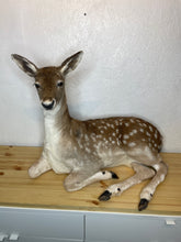 Taxidermy Deer Fallow Doe Lifesize Full Body Laying Down Mount Fawn Baby Spotted Spots