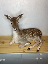 Taxidermy Deer Fallow Doe Lifesize Full Body Laying Down Mount Fawn Baby Spotted Spots
