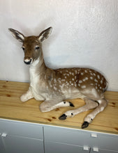 Taxidermy Deer Fallow Doe Lifesize Full Body Laying Down Mount Fawn Baby Spotted Spots
