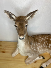 Taxidermy Deer Fallow Doe Lifesize Full Body Laying Down Mount Fawn Baby Spotted Spots