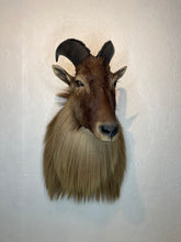 Taxidermy Goat Shoulder Mount Tahr Himalayan Goat