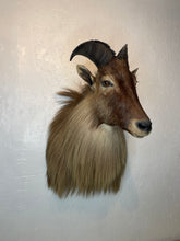 Taxidermy Goat Shoulder Mount Tahr Himalayan Goat
