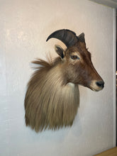 Taxidermy Goat Shoulder Mount Tahr Himalayan Goat