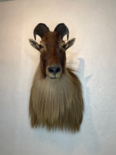 Taxidermy Goat Shoulder Mount Tahr Himalayan Goat