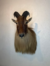 Taxidermy Goat Shoulder Mount Tahr Himalayan Goat