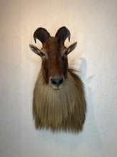 Taxidermy Goat Shoulder Mount Tahr Himalayan Goat