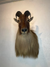 Taxidermy Goat Shoulder Mount Tahr Himalayan Goat