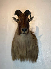 Taxidermy Goat Shoulder Mount Tahr Himalayan Goat