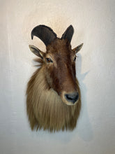 Taxidermy Goat Shoulder Mount Tahr Himalayan Goat