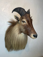 Taxidermy Goat Shoulder Mount Tahr Himalayan Goat