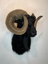 Taxidermy Black Goat Ram Shoulder Mount Blind Goat Curled Horns Blocking Eyes