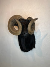 Taxidermy Black Goat Ram Shoulder Mount Blind Goat Curled Horns Blocking Eyes