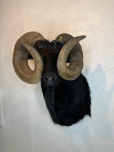 Taxidermy Black Goat Ram Shoulder Mount Blind Goat Curled Horns Blocking Eyes