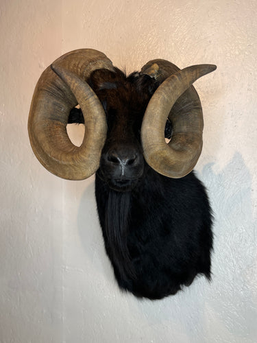 Taxidermy Black Goat Ram Shoulder Mount Blind Goat Curled Horns Blocking Eyes